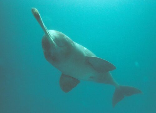 En delfin i ett turkost hav.