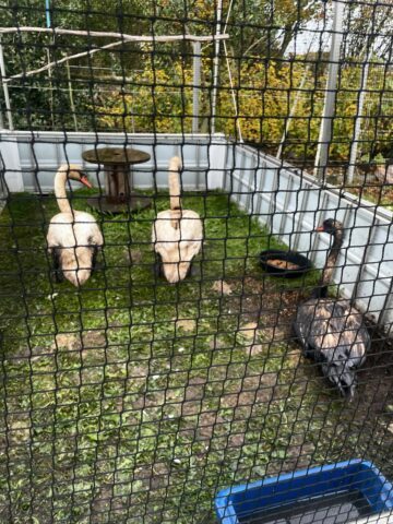 Knölsvanar (c) Mats Olsson, Västblekinges Ornitologiska Förening