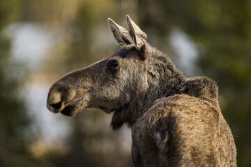 A young moose (Alces alces).