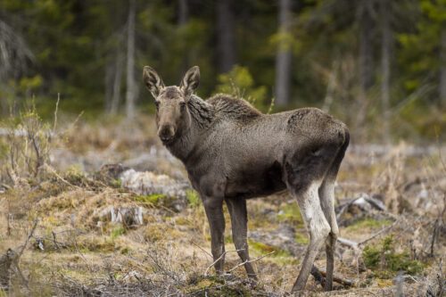 A young moose (Alces alces). A young moose (Alces alces).