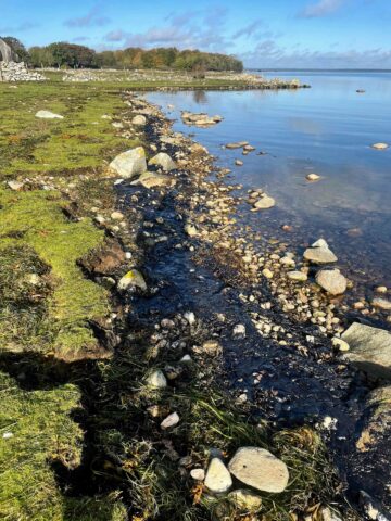 Strand Blekinge (c) Mats Olsson, Västblekinges Ornitologiska Förening