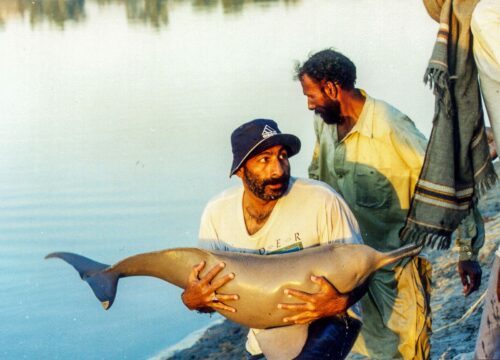 Man håller i en strandad indusdelfin