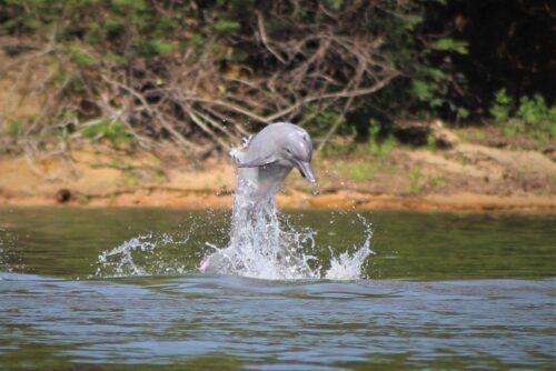 En liten delfin av arten Tucuxi hoppar upp ur vattnet.