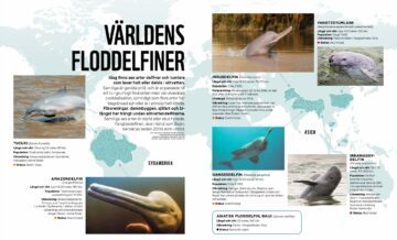 Grafik över världens floddelfiner