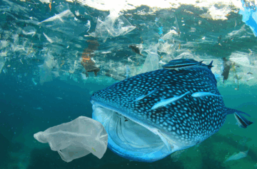 Valhaj simmar under vatten med plastskräp runt sig, inklusive en plastpåse nära dess mun.