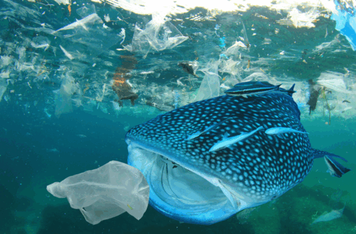 Valhaj simmar under vatten med plastskräp runt sig, inklusive en plastpåse nära dess mun.