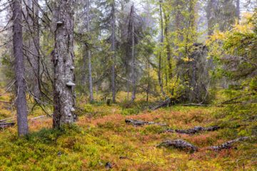EU-parlamentets miljöutskott röstade ja till förslaget om en ny lag att restaurera natur idag onsdag. Foto: Markus Westerberg/WWF.