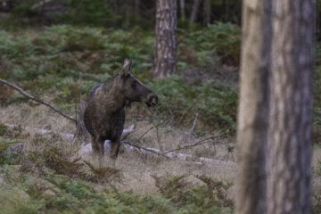 Älg Älg
