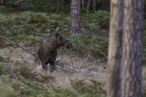 Älg, © Ola Jennersten Älg
