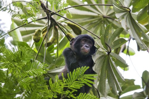 Ung bonobo uppe i ett träd, bilden är tagen från marken, upp i trädet.