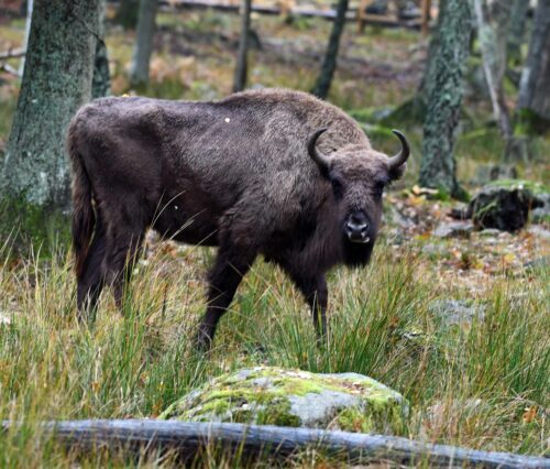 Visent från Eriksberg på väg till Rumänien_Foto Tommy Svensson, © Visent från Eriksberg på väg till Rumänien. En stor visent med mörk päls står i en skogsmiljö med gräs och träd omkring sig.