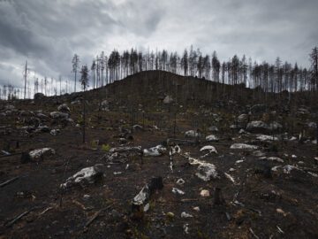 Trots att vi har avgörande år framför oss gällande klimatet så presenterade regeringen en svag klimatpolitisk handlingsplan. Det är mycket allvarligt, menar WWF. Foto: Getty Images