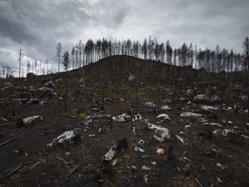 Trots att vi har avgörande år framför oss gällande klimatet så presenterade regeringen en svag klimatpolitisk handlingsplan. Det är mycket allvarligt, menar WWF. Foto: Getty Images
