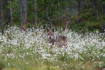 Varg Foto WWF Ola Jennersten