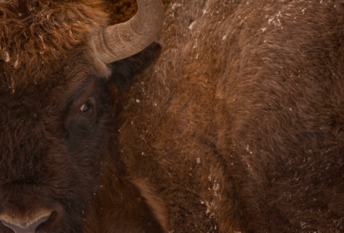 Visent Foto Wild Wonders of Europe, Stefano Untherthiner WWF Närbild på huvudet och överkroppen av en visent med brun, tjock päls och böjda horn.