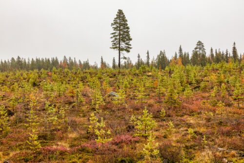 En ensam barrskogsstam står på en kulle med många små, nyväxande barrplantor runtom, under en molnig himmel.