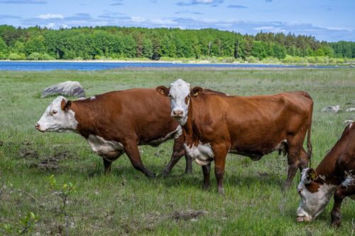 Ola_Jennersten-naturbeteDalalven Nötkreatur på naturbete vid Dalälvens översvämningsängar. Foto: Ola Jennersten