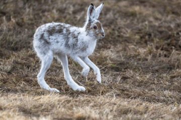 Skogsharens vita vinterpäls kan bli ett problem vid varmare vintrar utan snö, då den blir ett synligt byte för olika rovdjur. Foto: Ola Jennersten/WWF