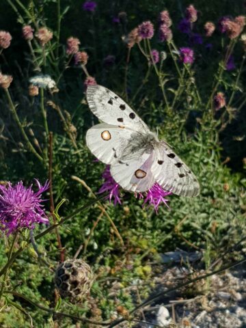 Apollofjäril( (Parnassius apollo)  C)Yvonne Blombäck /WWF