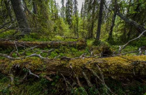 Fallna mossbeklädda trädstammar i en tät och orörd gammelskog, omgivna av frodig grön vegetation och höga granar. Bilden visar ett naturligt skogsekosystem där död ved, rik växtlighet och varierande ljus skapar livsmiljöer som är viktiga för biologisk mångfald.