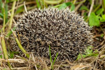 Igelkott, Erinaceus europaeus, Ola Jennersten WWF