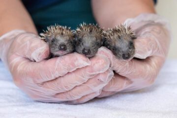 Föräldralösa igelkottsungar vid Secret World Wildlife Rescue i Somer, Sam Hobson WWF UK