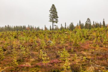 marcuswestbergwwf-skogsbruk-6