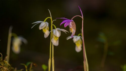 Norna (Calypso bulbosa) Orchidaceae @Ola Jennersten WWF