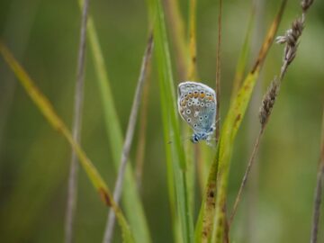 Puktörneblåvinge (Polyommatus icarus( (C)YVonne Blombäck /WWF