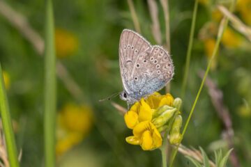 Silverblåvinge, Ola Jennersten WWF