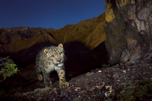 Snow leopard, Hemis National Park, India
