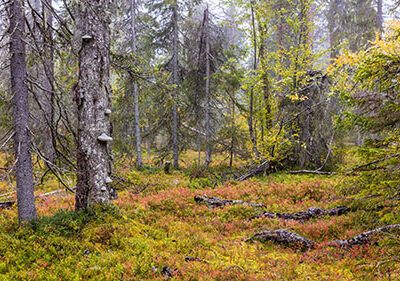 Dimmig gammelskog med höga granar, mossiga stammar och ett färgstarkt marklager av ris och mjuk mossa.