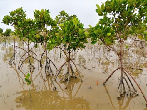 10 år gammal Mangrove planterad av WWF Pakistan