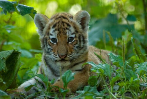 Sibirisk tigerunge i skogen