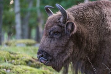 European bison (Bison bonasus).Eriksberg game park.