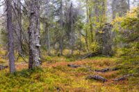 Dimmig gammelskog med höga granar, mossiga stammar och ett färgstarkt marklager av ris och mjuk mossa. Bilden visar ett orört skogsekosystem med död ved, svampar på trädstammar och naturlig variation som kännetecknar biologiskt rika boreala skogar.