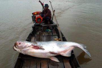 Gigantisk Mekongjättemal på båt i Tonle Sap-floden, Mekong