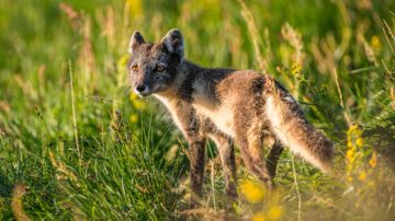 fjällräv foto Ola Jennersten