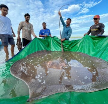 Den gigantiska sötvattensstingrockan, Mekongfloden i Kambodia
