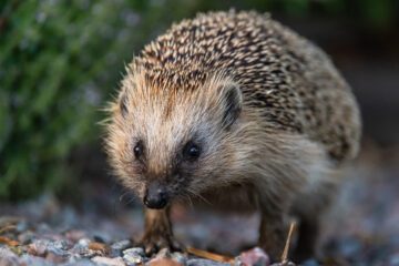 WWF och Nordens Ark har fått pengar av Postkodlotteriet för att hjälpa till att rädda bland annat igelkotten. Foto: Ola Jennersten/WWF