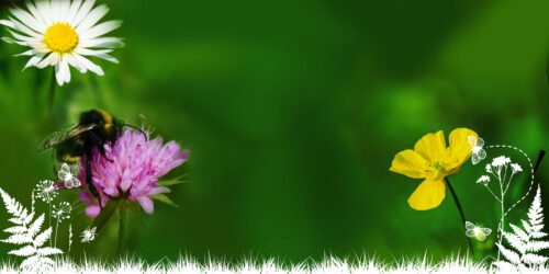 Ängsblommor och en humla