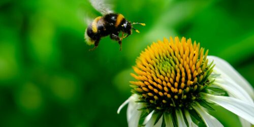hero-pollinatörer-humla