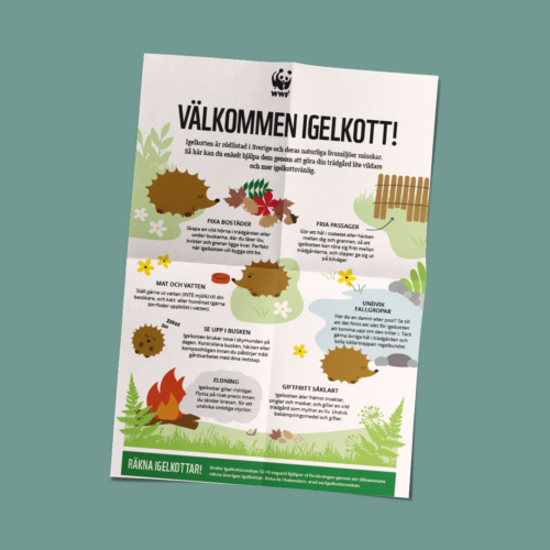 MBM_IGELKOTTSVECKAN_VISNINGSBILD_1X1_4