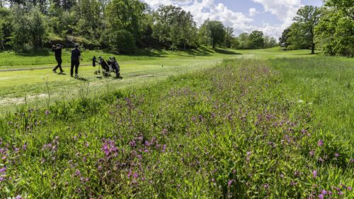 Landscaped meadow, (Silene dioica) in landscaped meadow on Sigtuna golf course.