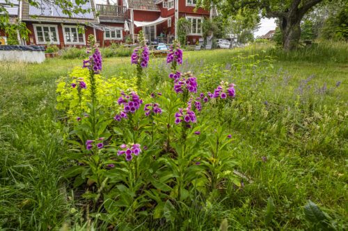 Blommande trädgård