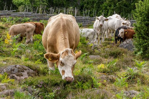 Grupp kor som betar i ett naturbetesområde med stenar och grönska. En ljusbrun ko står i förgrunden, medan flera andra kor syns bakom, nära en trästaket och skogskant.