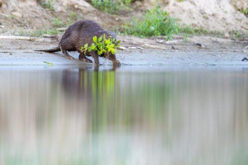 En bäver går ner mot vattnet med en trädgren i munnen. Bävern och grenen reflekteras i vattenytan.