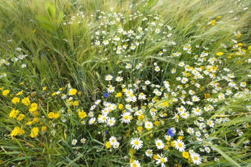 Old-strain wheat and flowers in a field