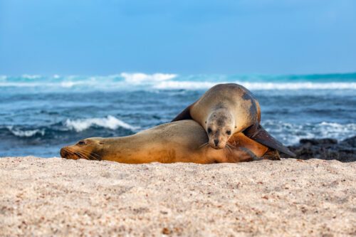 Sea lion, Loberia, San Cristobal island, Galapagos, Ecuador