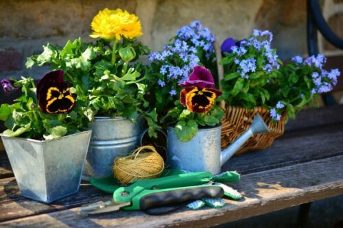 Tre krukor med färgglada blommor står uppradade på en träbänk med trädgårdsredskap framför krukorna.